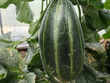 豐脆1號